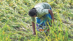 Compensation For 10,000 Rain-Stricken Farmers Likely By May End In Haryana