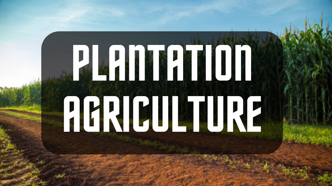 plantation-agriculture-characteristics-and-importance