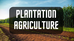 Know All About Plantation Agriculture- Importance and Characteristics