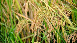 Andhra Pradesh: Govt. Plans to Clear Payments for Paddy Farmers in Same Season