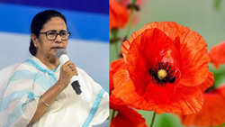 Mamata Banerjee Calls On Govt To Enable West Bengal To Cultivate Poppy