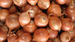 Onion Prices Stay High in Delhi Compared to Other States Despite Export Curbs 