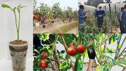 Brimato: One Plant, Double Benefits- ICAR Grows Brinjal & Tomato on a Single Plant, Know the Process & Profit