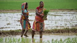 Crop Insurance Scheme: Odisha Government Extends CIS for Kharif 2023 to Rabi 2025-26