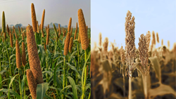 Know How Millets Can Fuel India's Potential Revenue Generation through Carbon Trading