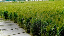 Karnal-Based IIWBR Advises Wheat Growers to Apply Light Irrigation to Wheat Crop