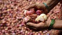 Maharashtra Farmers Dispose of Onions in Fields Amid Decreased Demand Caused by 40% Export Duty