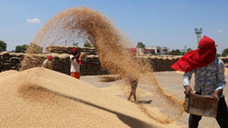 Punjab Farmers Advised to Prepare their Own Wheat Seed