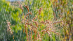 Rainfall Pattern Variation in Agriculture: Its Impact, Causes, and Solutions 