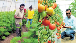 Farmer's Innovative Techniques in Strawberries, Broccoli, & Tomatoes Capture Global Agricultural Interest: Success Story