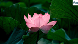 Lotus Farming : Here are Some TOP Tools And Benefits In Lotus Farming