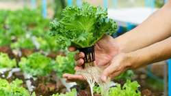 Advantages Of Hydroponic Farming Over Traditional Agriculture