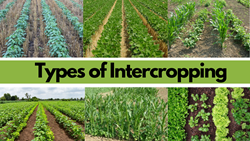 Follow Intercropping Techniques for Successful Farming- Know the Types