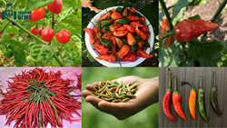 Exploring the Fiery World of Northeast India's 11 Hottest Chillies