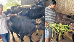 Degrees in Dairy, from B.Tech and MBA to Dairy Farming Success: Unconventional Journey into Dairy Farming