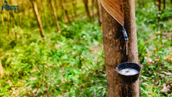 Rubber Farming in India – Benefits and The Tools Used in It