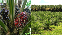 A Beginners Guide to Successful Oil Palm Cultivation: Maximizing Yields and Profitability