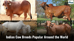 High Milk-Producing Indian Cow Breeds that are Popular Worldwide