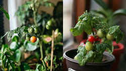 An Easy Guide to Grow Healthy Tomatoes in Your Balcony