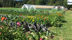 Biodynamic Farming -An Innovative Solution For Effective Crop Growth