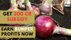 Good News for Farmers, Get a Bumper Subsidy of Rs 300 Cr on Onion Cultivation