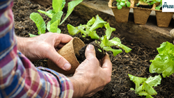 Let’s Introduce Yeast Into The Gardens- The New Garden Helper 