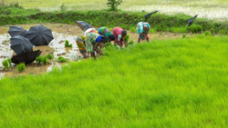 BJP Commits Rs 10,000 Annually to Benefit Landless Agricultural Workers