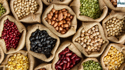 How  SEED Saving Can Help Build Sustainable Food Systems?