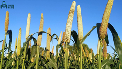 Millet Cultivation and Its Benefits in India