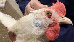 Know All About Useful Tips for Poultry Disease Management and Strategies