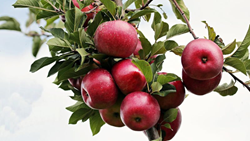 Apple Farmers From J&K, HP & Uttarakhand Unite, Protest Against Farming Policies At Jantar Mantar