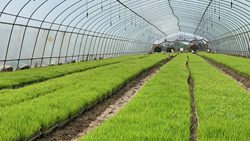 Rice Cultivation in Greenhouse- Profitable Business Plan for Sustainable Farming