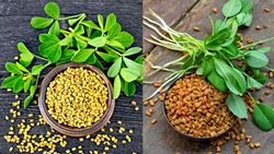 Step-by-Step Instructions for Growing Fenugreek Indoors- Essential Tips for Home Gardeners