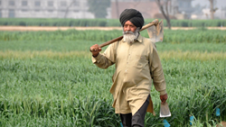 Punjab Agriculture Department Seeking Rs 400 Crore to Introduce Crop Insurance Scheme