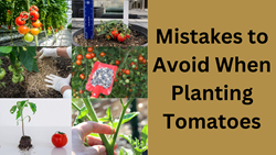 Essential Tips to Avoid Mistakes When Planting Tomatoes