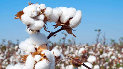  Crystal Crop Protection Forges Path to Cotton Seed Excellence with Strategic Acquisition