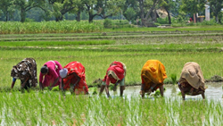 Women’s Equality in Farming Could Add $1 Trillion To World Economy