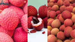 Gulabi, Bombai, Shahi, & Rose Scented: Know 14 Varieties of Exotic Litchi from Different Parts of India