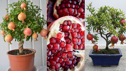 Grow Juicy Pomegranates in Pots with Expert Tips: Unlock the Sweet Secret