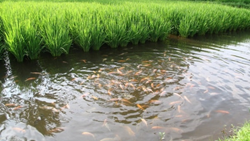  The Rice-Fish System: An Age-Old Practice with Modern Potential to Enhance Productivity, Livelihoods, & Food Security