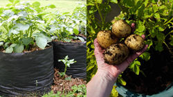 How to Grow Potatoes in Bags:  A Simple Guide to Beginners