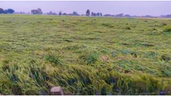 Strong Winds Damage Wheat Crop In Punjab And Haryana Just Before Harvest