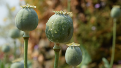 Indian Govt Expands Opium Cultivation Licenses for 2023-24 Crop Year to Meet Rising Demand for Medical Use