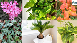 Plants to Avoid from Keeping them at Home