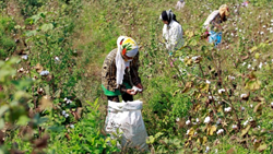 Cotton Prices Witness Decline as Farmers Begin Selling Produce, Arrivals Soar