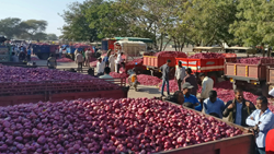 Maharashtra Government Will Compensate Onion Farmers With Rs 300 Per Quintal Due To Price Drop