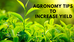 Agronomy Tips for High Yields: Boosting Farm Productivity