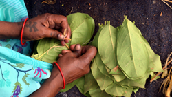 CM Naveen Patnaik Announces Rs 111 Crore Financial Package for Kendu Leaf Pluckers 	