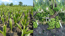 Unlocking the Profitability of Coconut Farming in India: Cultivating Success