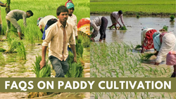 Most Asked Questions about Rice Cultivation- A Comprehensive FAQ Guide